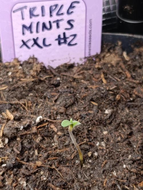 Triple Mints XXL. Week 0