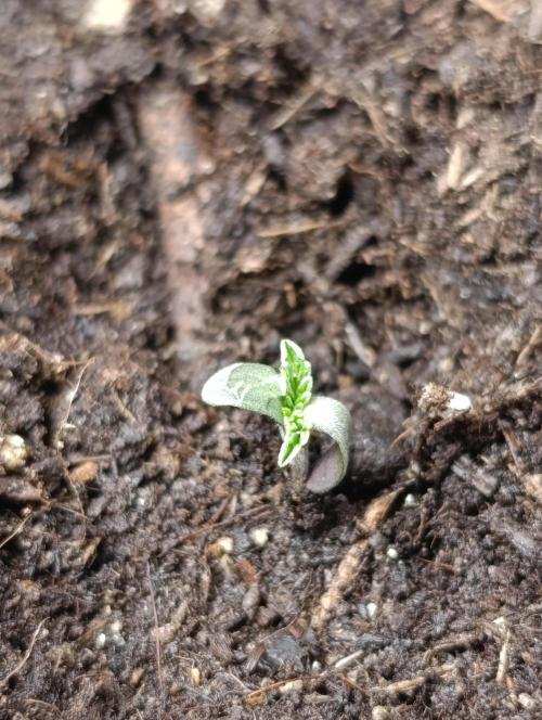 Triple Mints XXL. Week 0