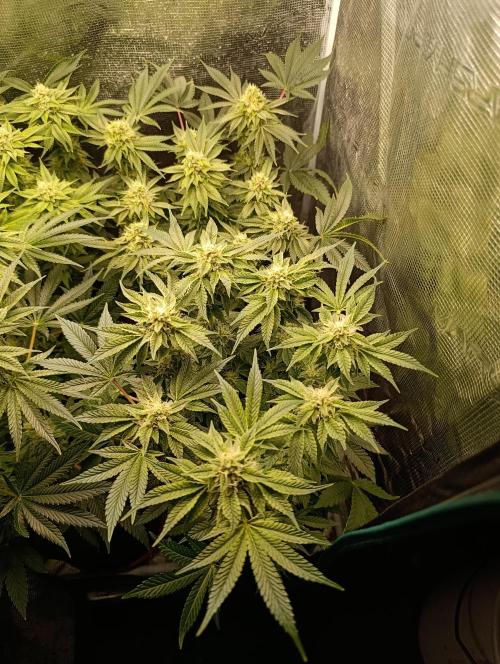 GokuZ OG Test & Marshydro. Week 12