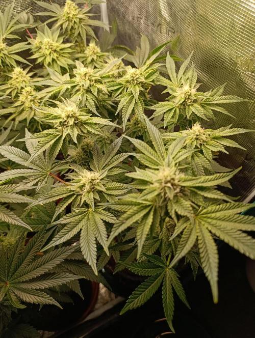 GokuZ OG Test & Marshydro. Week 12