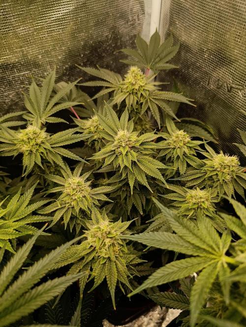 GokuZ OG Test & Marshydro. Week 12