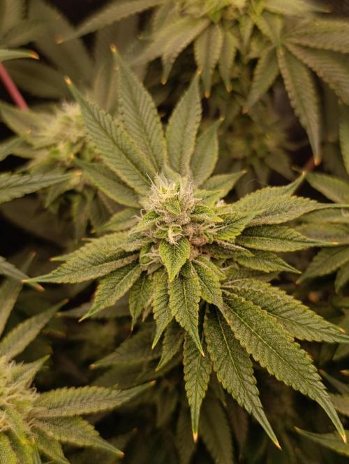 GokuZ OG Test & Marshydro. Week 12