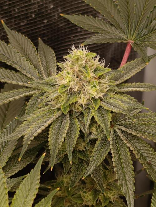 GokuZ OG Test & Marshydro. Week 12