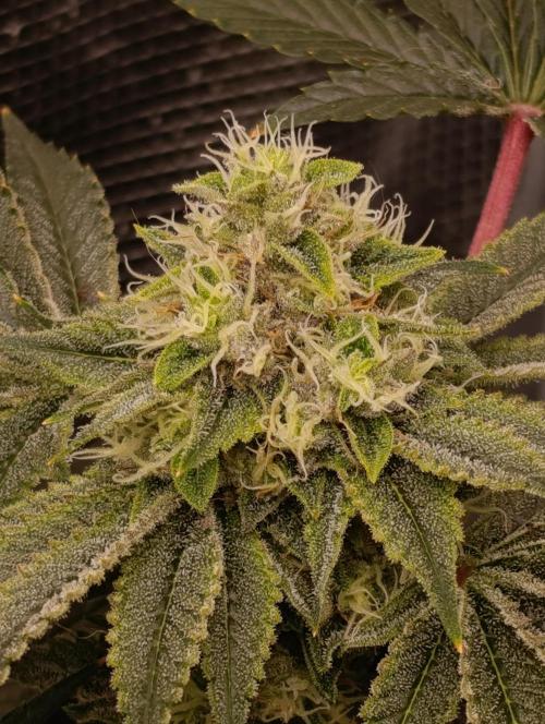 GokuZ OG Test & Marshydro. Week 12