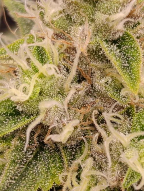 GokuZ OG Test & Marshydro. Week 12