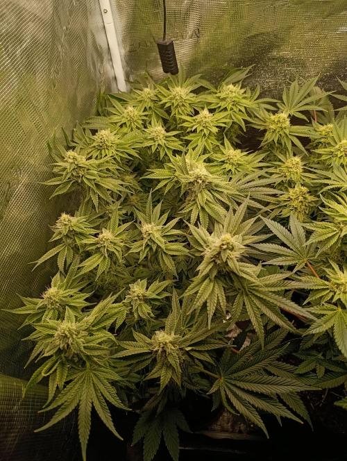 Zour MelonZ Test & Xpertnutrients. Week 12