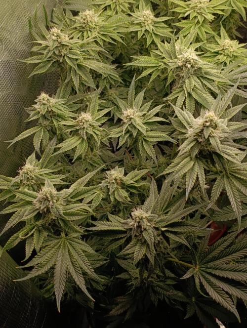 Zour MelonZ Test & Xpertnutrients. Week 12