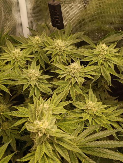 Zour MelonZ Test & Xpertnutrients. Week 12