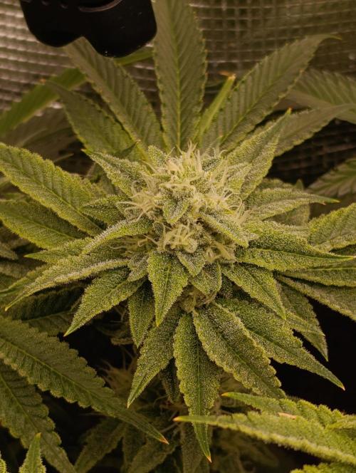 Zour MelonZ Test & Xpertnutrients. Week 12