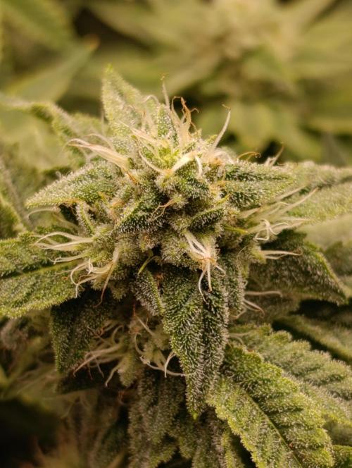 Zour MelonZ Test & Xpertnutrients. Week 12