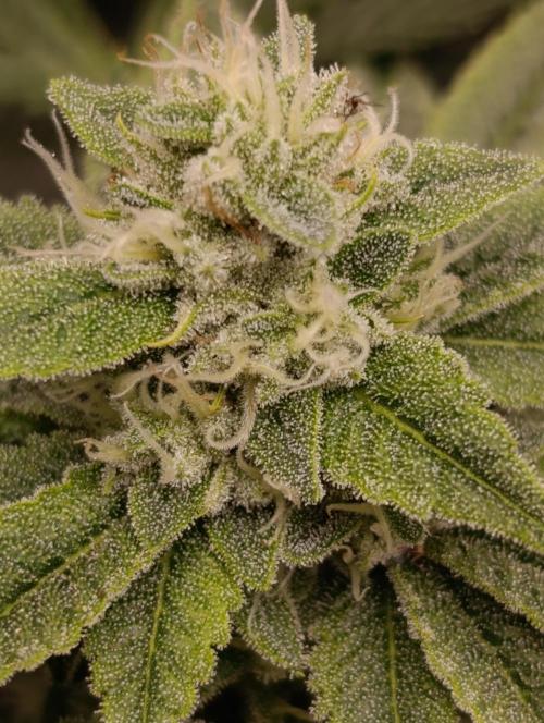Zour MelonZ Test & Xpertnutrients. Week 12