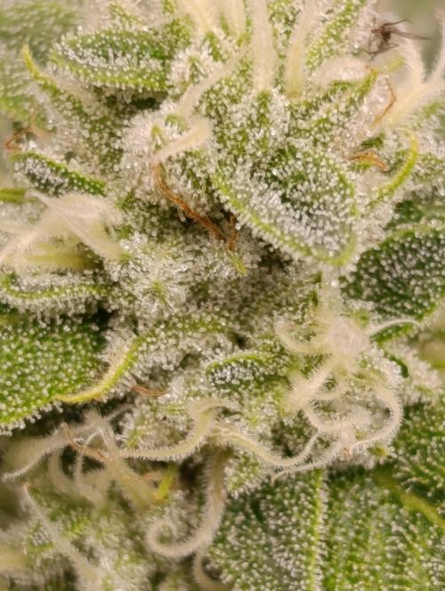 Zour MelonZ Test & Xpertnutrients. Week 12