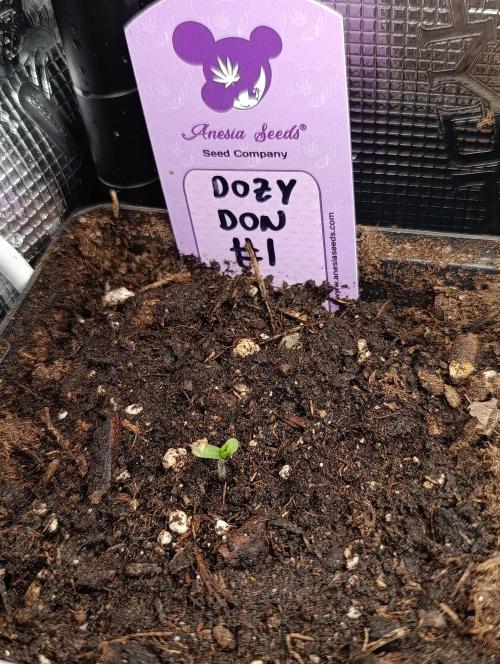 Dozy Don. Week 0