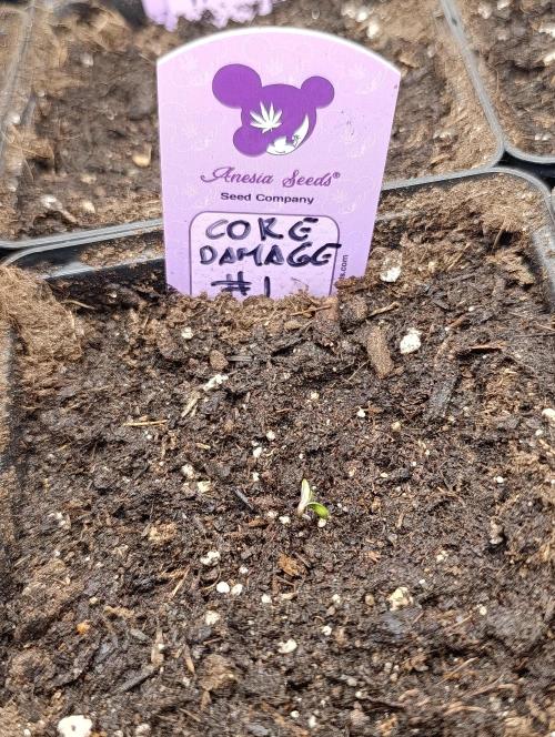Core Dagmage. Week 0