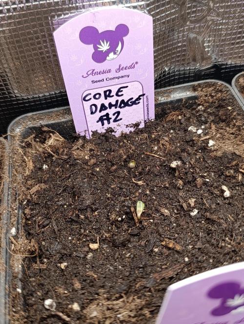 Core Dagmage. Week 0