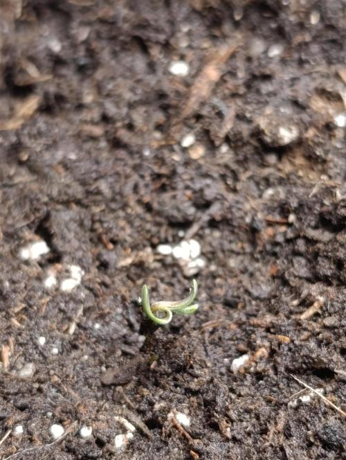 Super Lemon Cherry. Week 0