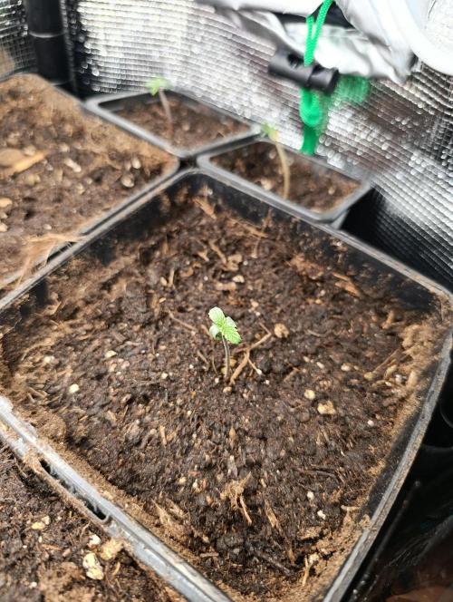 Astro Lemonade F1. Week 1