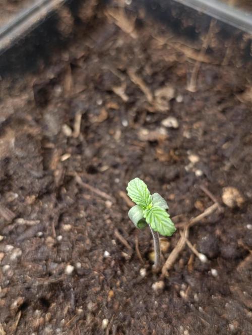 Astro Lemonade F1. Week 1