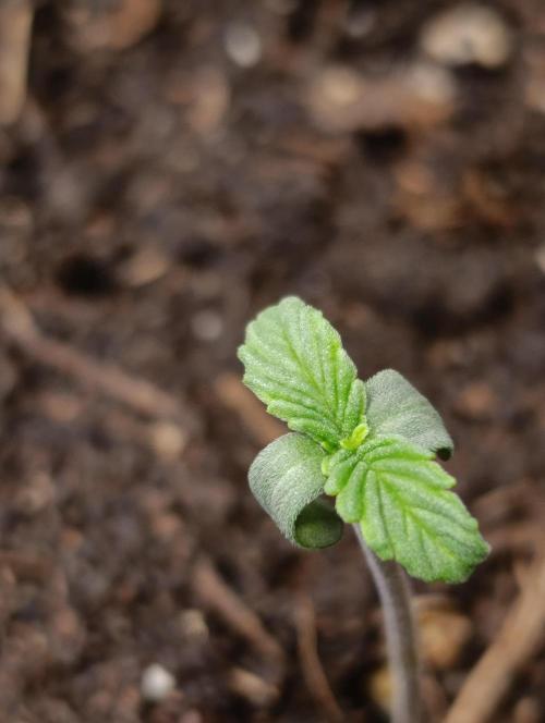 Astro Lemonade F1. Week 1
