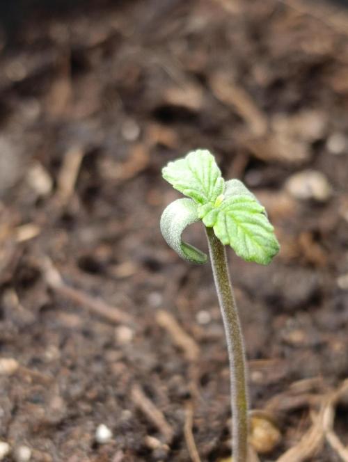 Astro Lemonade F1. Week 1