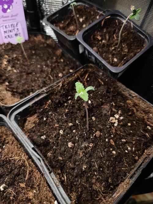 Cosmic Cheddar F1. Week 1