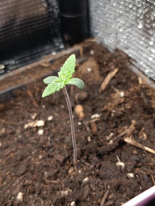 Cosmic Cheddar F1. Week 1