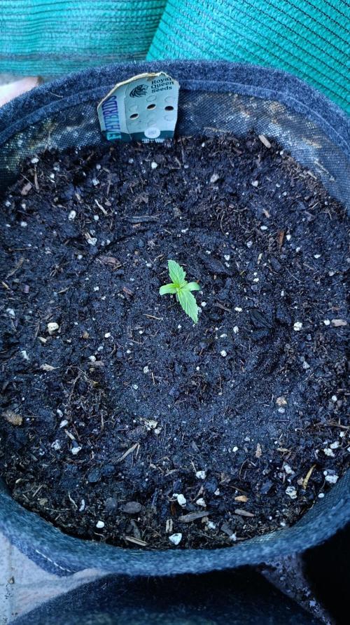Milky Way F1 Auto. Week 2