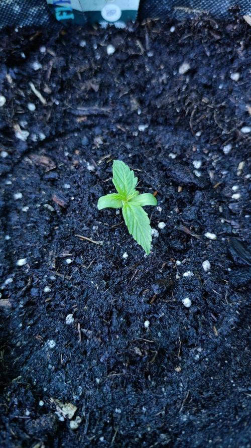 Milky Way F1 Auto. Week 2