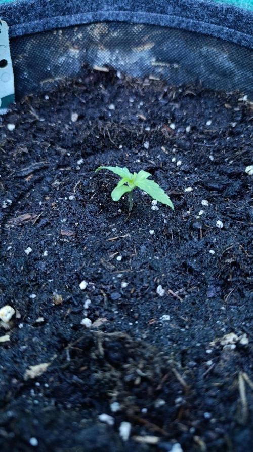 Milky Way F1 Auto. Week 2