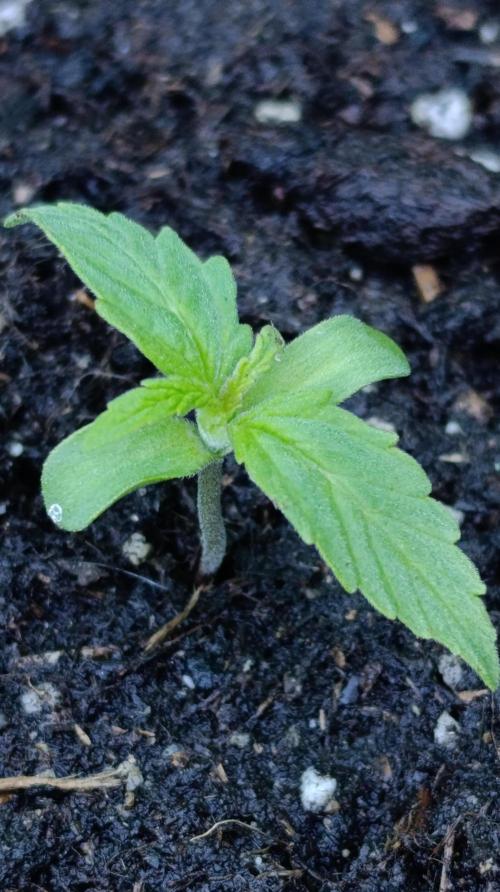 Milky Way F1 Auto. Week 2