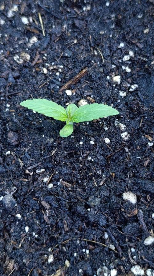 Gaia F1 Auto. Week 2