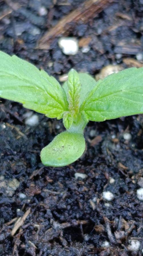 Gaia F1 Auto. Week 2