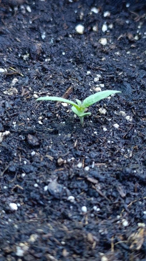 Gaia F1 Auto. Week 2