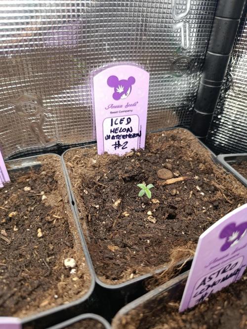Iced Lemon Watermelon. Week 1