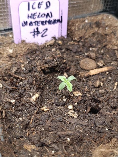 Iced Lemon Watermelon. Week 1