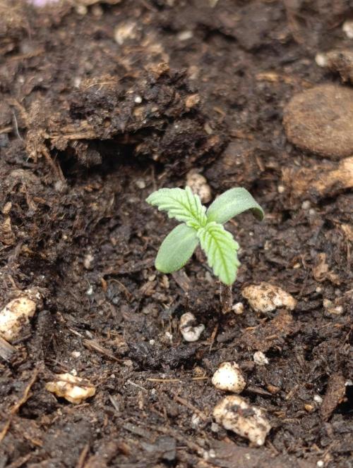 Iced Lemon Watermelon. Week 1