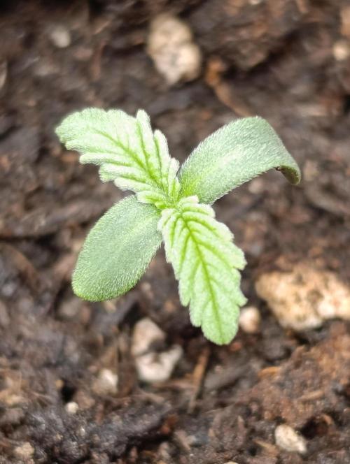 Iced Lemon Watermelon. Week 1