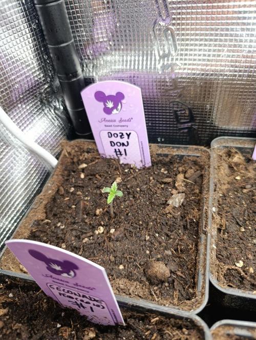 Dozy Don. Week 1