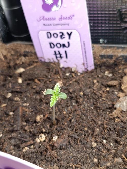 Dozy Don. Week 1