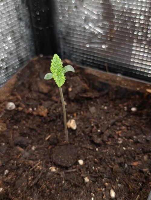 Pink Guava F1 FV. Week 1