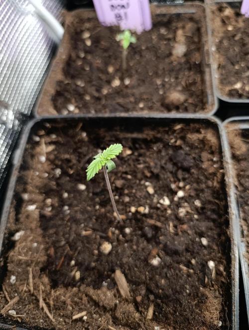 Gelonade. Week 1