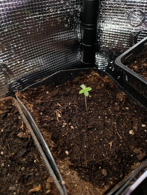 Triple Mints XXL. Week 1