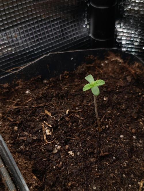 Triple Mints XXL. Week 1