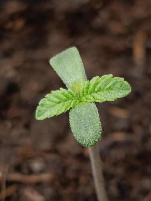 Triple Mints XXL. Week 1
