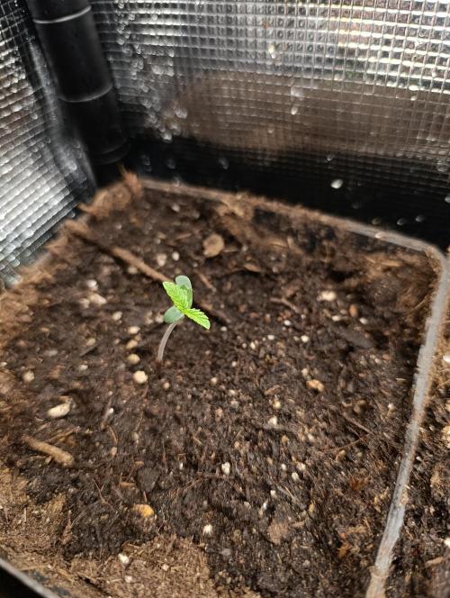 Super Lemon Cherry. Week 1