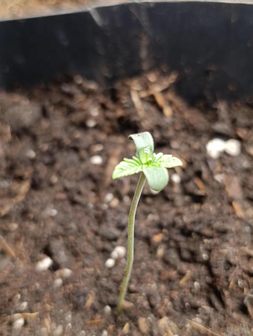 Super Lemon Cherry. Week 1