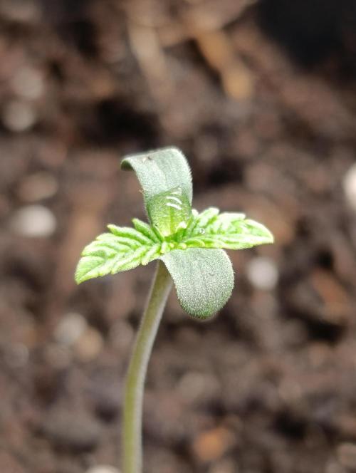 Super Lemon Cherry. Week 1