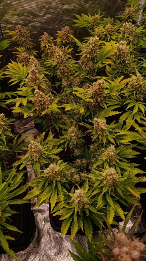 Red Banana Pudding II Marshydro. Week 15