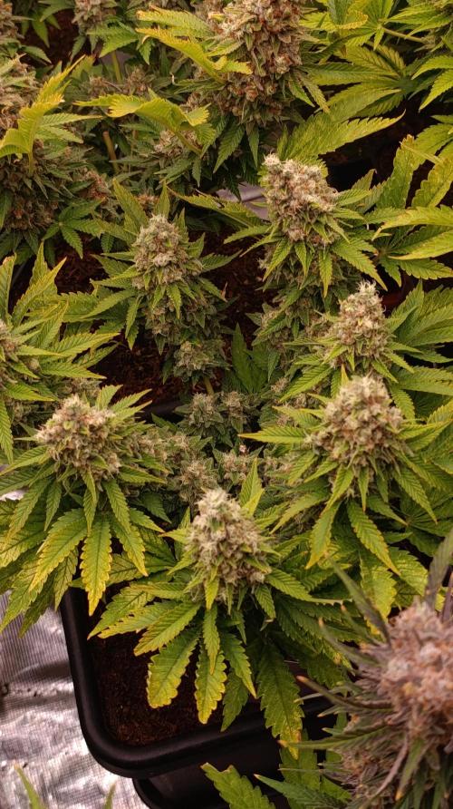 Red Banana Pudding II Marshydro. Week 15