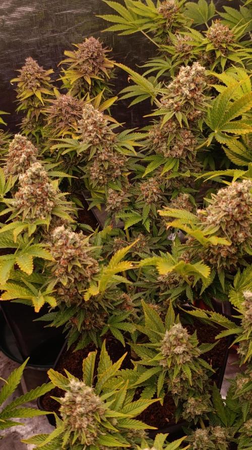 Red Banana Pudding II Marshydro. Week 15